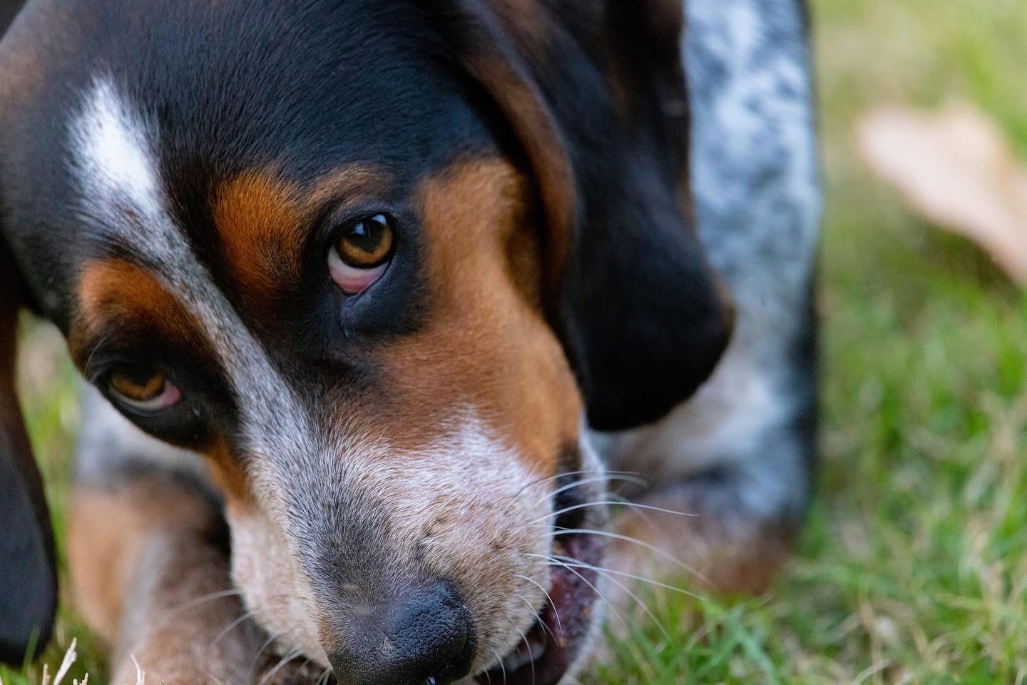Boone the beagle